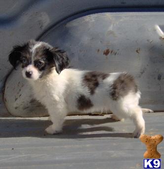 Puppies in OK